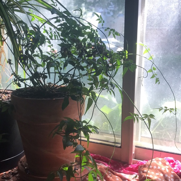 Common Jasmine - Picture 4 of 10